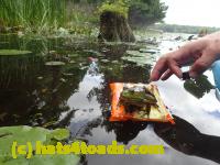 /home//u458753944/public_html/sourcegallery//////Frogs/Bullfrogs 2016-08 Ontario/P8140121.JPG